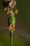 Southern Emerald Damselfly (lestes Barbarus) Insect Stock Photo