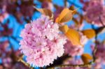 Beautiful Pink Blossoms Of A Plum Tree Stock Photo