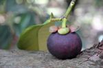 Mangosteen Put On The Tree Stock Photo