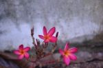 Beautiful Pink Plumeria Stock Photo