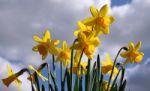 Daffodils Stock Photo