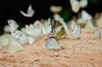 Diversity Of Butterfly Species,butterfly Eating Salt Licks On Ground Stock Photo