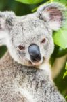 Koala By Itself In A Tree Stock Photo