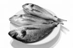 Fish Stock Photo