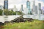 Water Dragon Outside During The Day By The Brisbane River Stock Photo