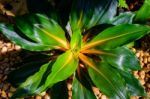 Green Leaf Plant On Dark And Light Tone Stock Photo