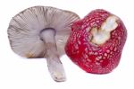 Several Wild Mushrooms Stock Photo