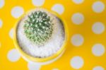 Cactus In Pot On Yellow Dot Table Stock Photo