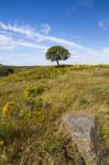 Algarve Countryside Hills With Yellow Bushes In Spring Stock Photo