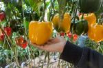 Yellow And Red Pepper Capsicum On The Pepper Tree Stock Photo