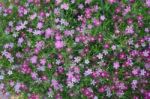 Gypsophila Flowers  Stock Photo