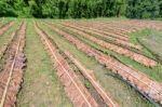 Strawberry Plantation In Thailand Stock Photo