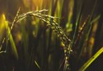 Paddy Rice Stock Photo