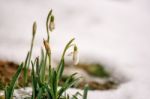 Blooming Snowdrops In The Spring Stock Photo