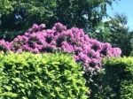 Rhododendron-flowers In The Park Stock Photo