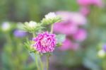 Pink Flowers With Nature Stock Photo