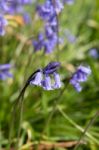 Bluebells Stock Photo