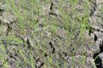 Rice Seedlings On A Dry Field Stock Photo