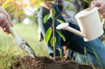 Couple Planting And Watering A Tree Together On A Summer Day In Stock Photo