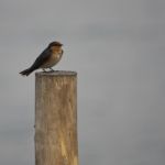 Bird Standing On timber Stock Photo