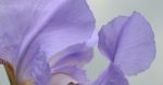 Iris Flower Stock Photo