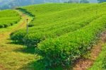 Tea Garden On Mountatin In North Of Thailand Stock Photo