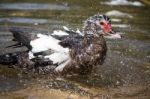 Taking A Bath Stock Photo