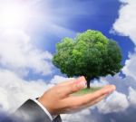 Hand Holding A Tree On Daylight Stock Photo