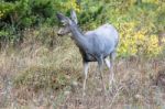 Mule Deer (odocoileus Hemionus) Stock Photo