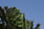 
Banana Leaf Rocking Motion Waving Fanned By Strong Winds Under Stock Photo