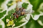 Gray Fly Stock Photo