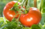 Ripe Tomatoes Growing Closeup Stock Photo