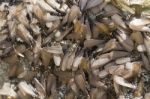 Swarm Of Winged Termites Stock Photo