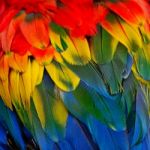 Scarlet Macaw Feathers Stock Photo