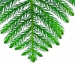 Pine Branches Isolated On White Background Stock Photo