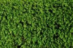 Green Turf Background Stock Photo