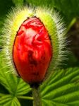 Big Exotic Red Flower Stock Photo