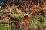 Common Pheasant (phasianus Colchicus) At Weir Wood Reservoir Stock Photo