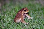 Toad Stock Photo