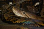 Reticulated Python Stock Photo