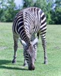 Postcard With A Zebra Eating The Grass On A Field Stock Photo