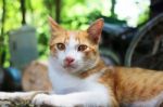 An Adorable Brown-white Cat Lying Down Outdoor Stock Photo