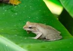 Frog In The Wild Stock Photo