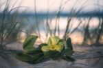 Sunshine Beach At Noosa, Sunshine Coast Stock Photo