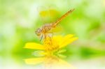 Dragonfly on flower Stock Photo