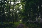 Road Though Rubber Tree Plantation Stock Photo