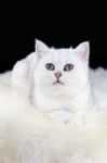 Young Black Silver Shaded Cat Lying On White Sheepskin Stock Photo