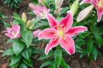 Stargazer Lily Flower Stock Photo