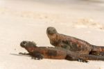 Marine Iguana On Galapagos Islands Stock Photo