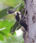 Male Black-and-buff Woodpecker Stock Photo